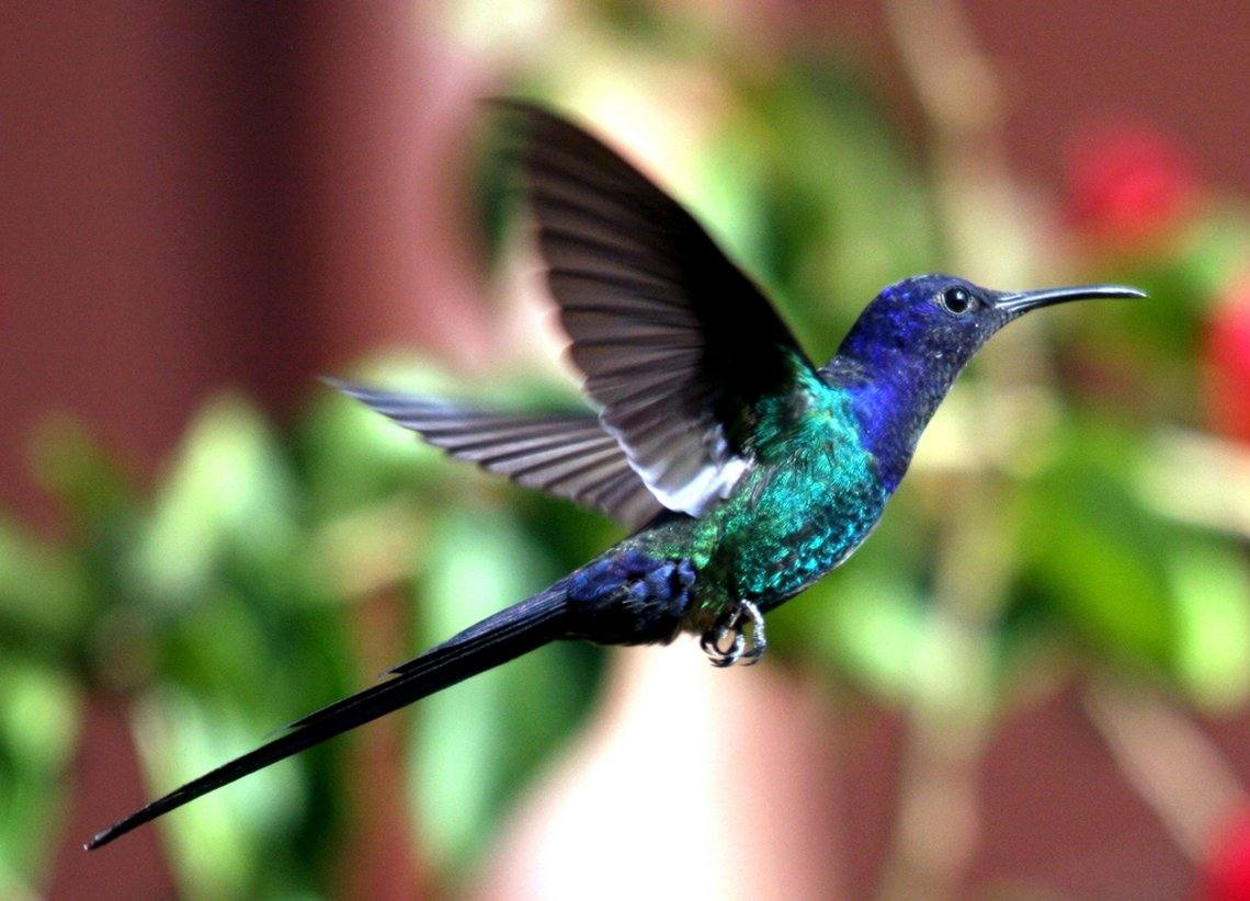 Symboles nationaux de la Jamaïque Experience Jamaique